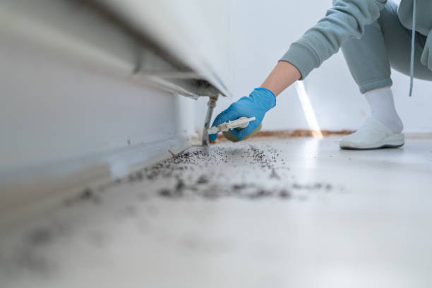 Wasp Removal Services in Sonterra, TX